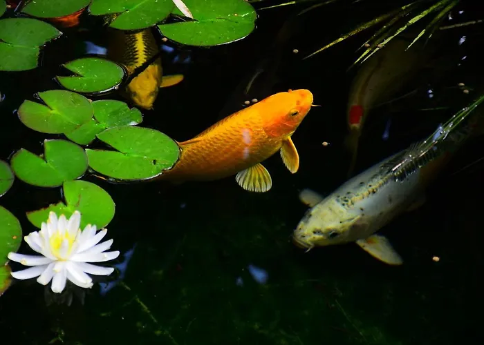 Fare Bambou Διαμέρισμα Gujan-Mestras