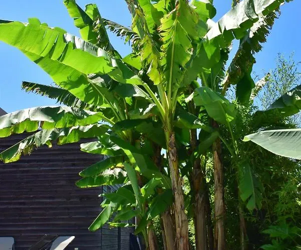 Διαμέρισμα Fare Bambou Gujan-Mestras