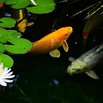 Fare Bambou 公寓 居让梅斯特拉