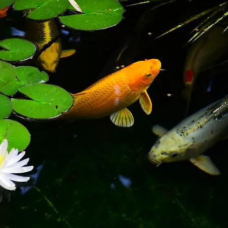 Fare Bambou Appartement Gujan-Mestras